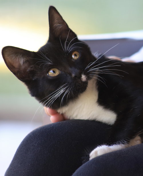 JOLIE - CSC - Domestic Short Hair available for adoption