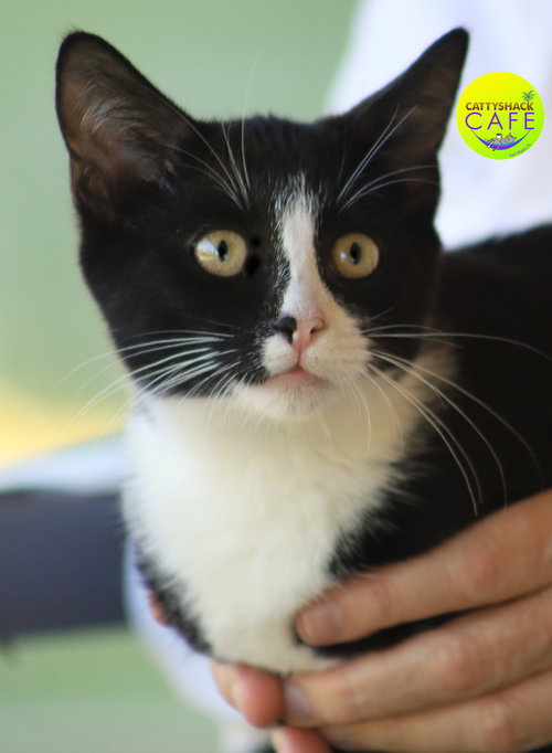 JOANIE - CSC - Domestic Short Hair available for adoption