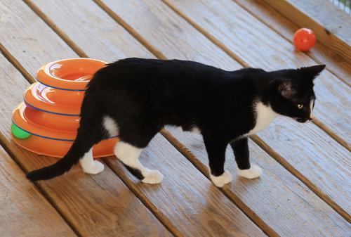 JOANIE - CSC - Domestic Short Hair available for adoption