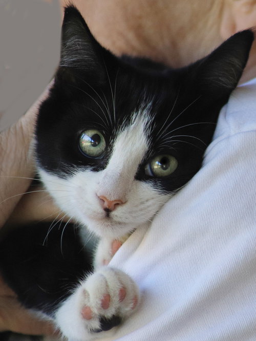 JODY     - CSC - Domestic Short Hair available for adoption