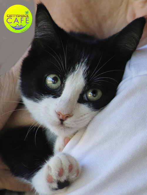 JODY     - CSC - Domestic Short Hair available for adoption