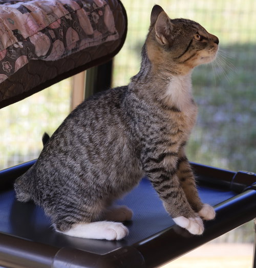 CANNOLI - Domestic Short Hair available for adoption