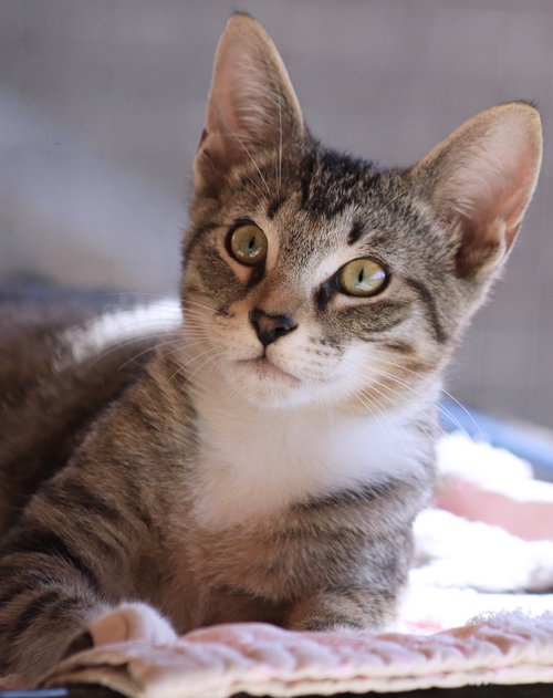 CANNOLI - Domestic Short Hair available for adoption