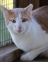 Bentley - CSC - Photo 2