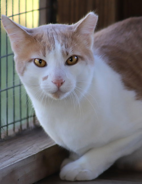 BENTLEY - CSC - Domestic Short Hair available for adoption