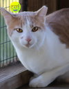 Bentley - CSC - Photo 1
