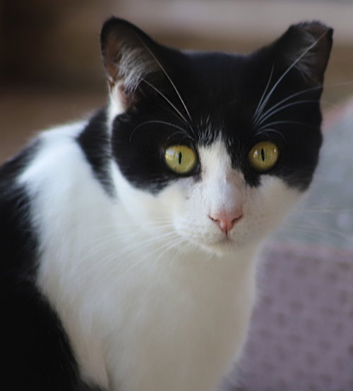 WALLY - CSC - Domestic Short Hair available for adoption
