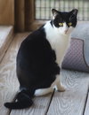 Wally - CSC - Photo 3