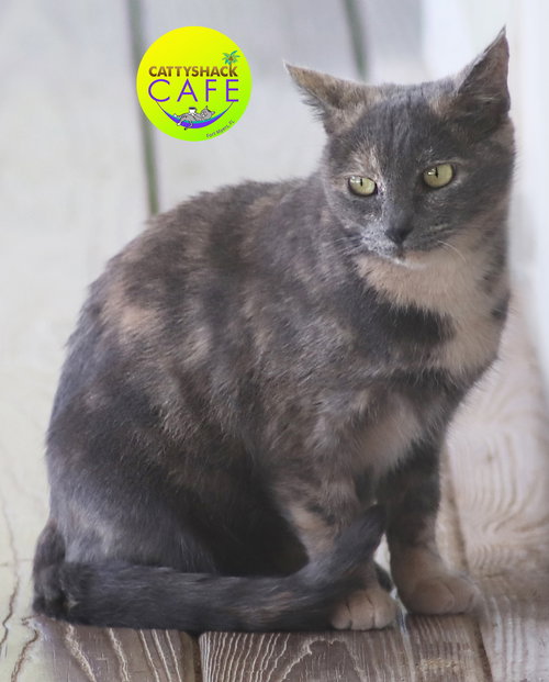 picture of the cat needing adoption
