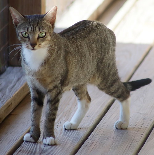 AUTUMN - CSC - Domestic Short Hair available for adoption