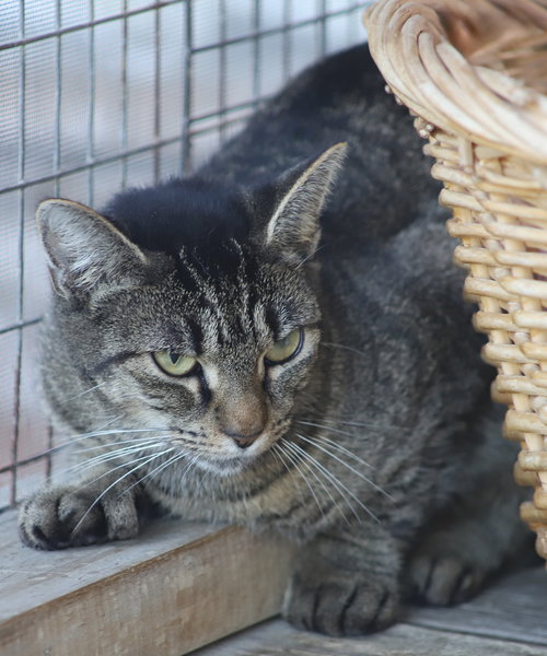 ANNALIESE - CSC - Domestic Short Hair available for adoption
