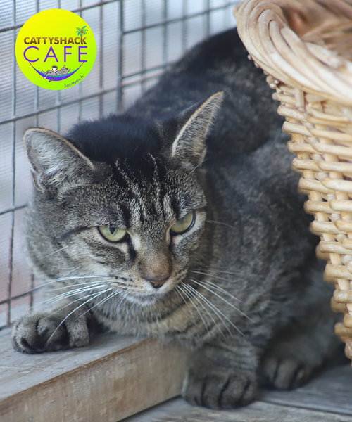 picture of the cat needing adoption