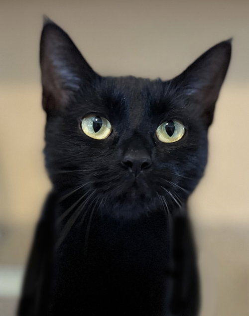 picture of the cat needing adoption