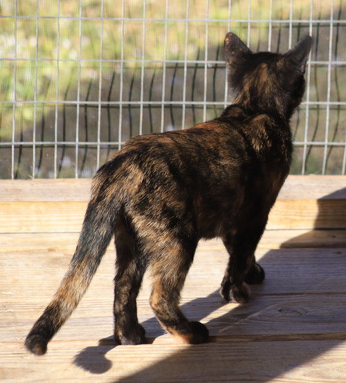 CUPCAKE - Domestic Short Hair available for adoption