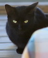 Hester - CSC - Photo 2