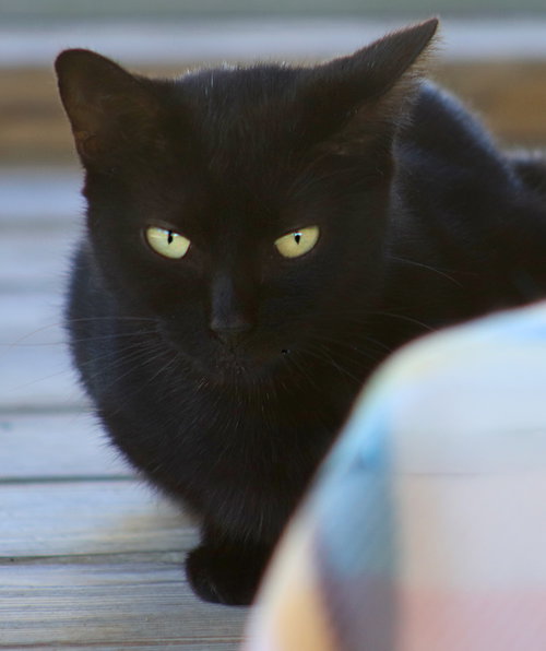 HESTER - CSC - Domestic Short Hair available for adoption