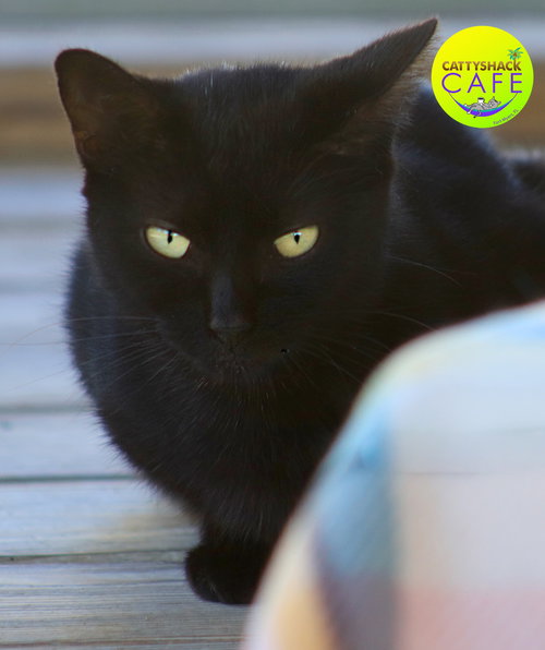picture of the cat needing adoption