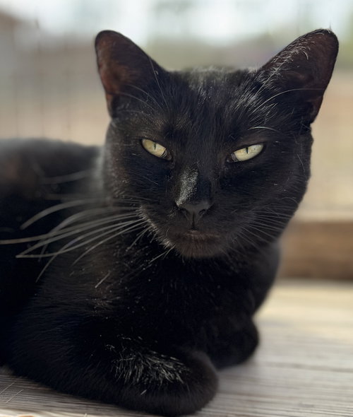 HESTER - Domestic Short Hair available for adoption