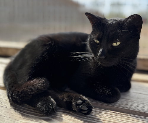 HESTER - Domestic Short Hair available for adoption