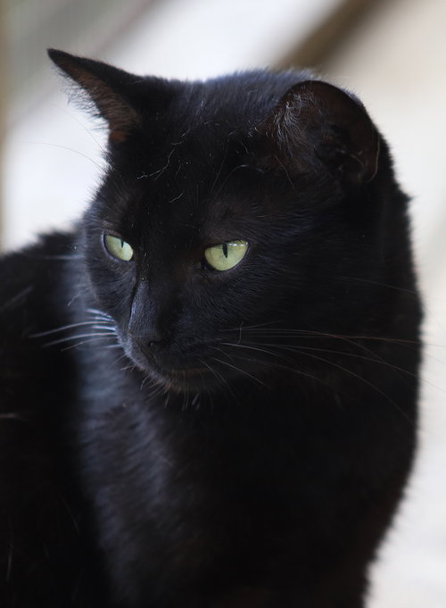 Hester, an adoptable Domestic Short Hair in North Fort Myers, FL