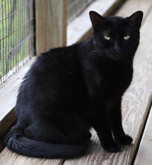 HESTER - Domestic Short Hair available for adoption