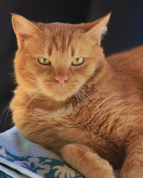 MARS - Domestic Short Hair available for adoption