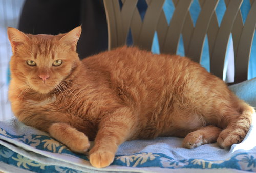 MARS - Domestic Short Hair available for adoption