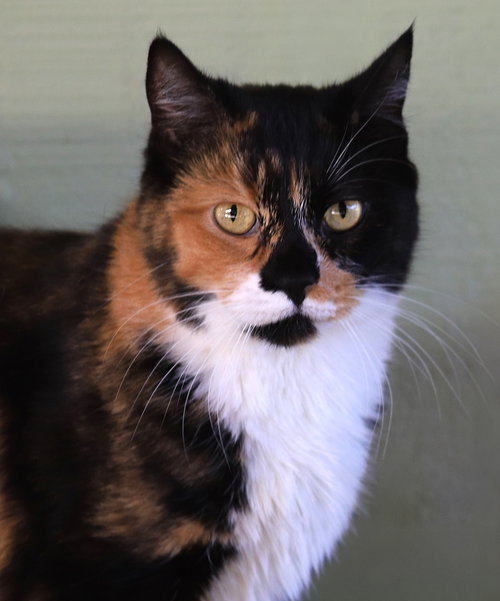 LUNA - Domestic Short Hair available for adoption