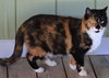 Luna - Photo 2