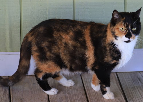 LUNA - Domestic Short Hair available for adoption