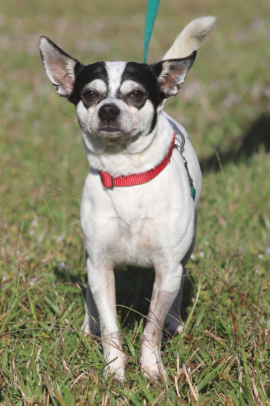 Chihuahua