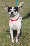Bandito - Medical Hold HWT - Photo 1
