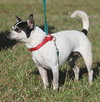 Bandito - Medical Hold HWT - Photo 2