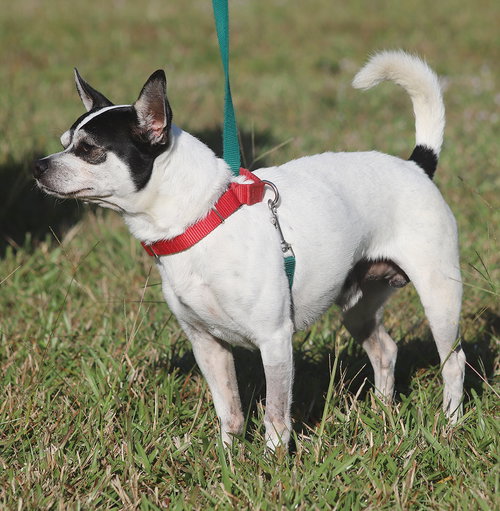 BANDITO - MEDICAL HOLD HWT - Chihuahua available for adoption