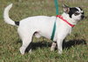 Bandito - Medical Hold HWT - Photo 3