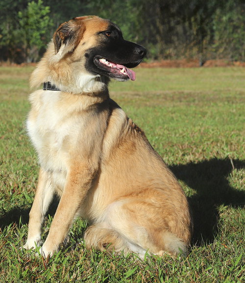 JAGGER - MEDICAL HOLD HWT - Labrador Retriever / Great Pyrenees available for adoption