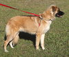 Jagger - Medical Hold HWT - Photo 4