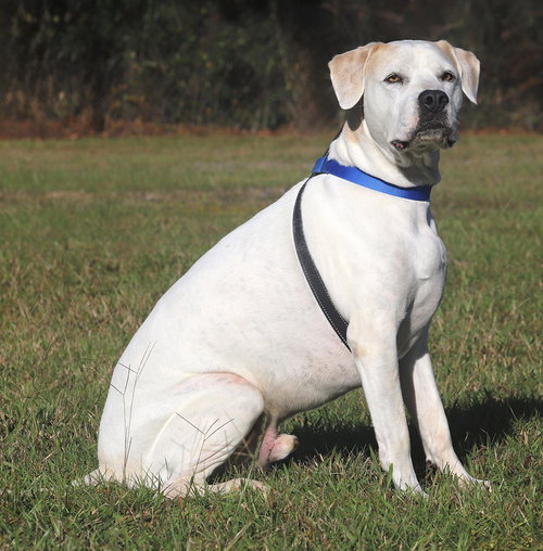 BLUE - Catahoula Leopard Dog available for adoption