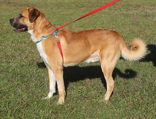 DIOJI - Hound available for adoption