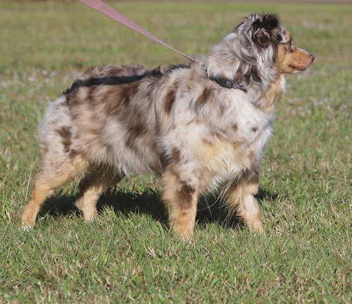 GIGI - Australian Shepherd available for adoption