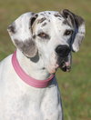Zinnia - Medical Hold HWT - Photo 1
