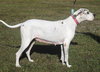 Zinnia - Medical Hold HWT - Photo 2