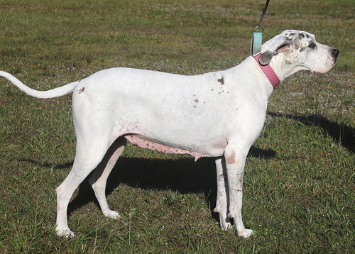 ZINNIA - MEDICAL HOLD HWT - Great Dane available for adoption