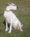 Zinnia - Medical Hold HWT - Photo 3