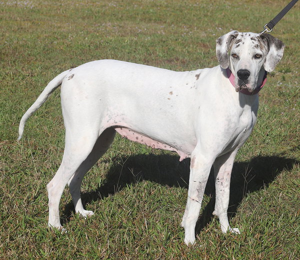 Zinnia - Medical Hold HWT