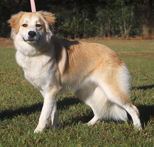 JEWEL - Labrador Retriever / Great Pyrenees available for adoption