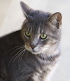 Smokey - Photo 1
