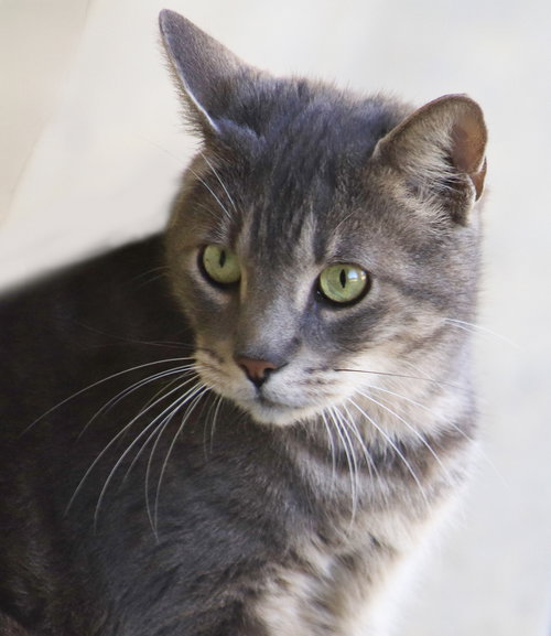 SMOKEY - Domestic Short Hair available for adoption