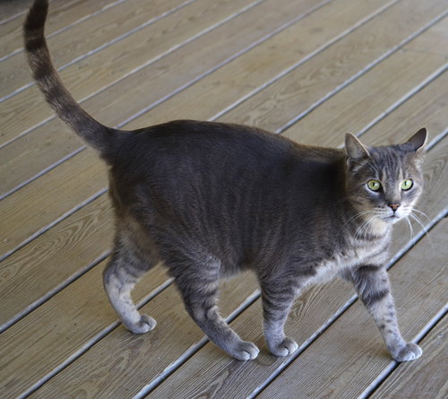 SMOKEY - Domestic Short Hair available for adoption