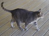 Smokey - Photo 3